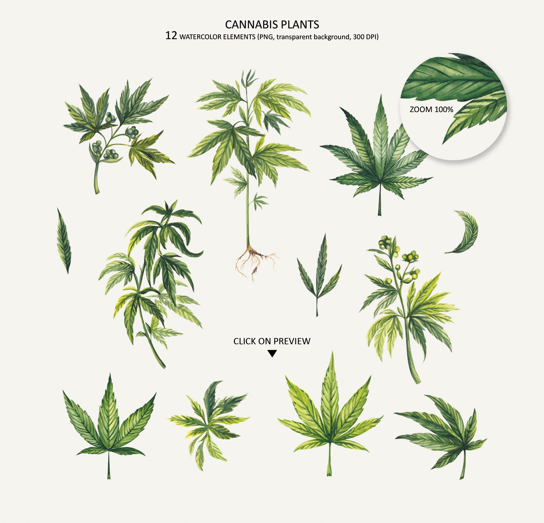 Watercolor Botanical Cannabis sublimation, marihuana PNG view 3